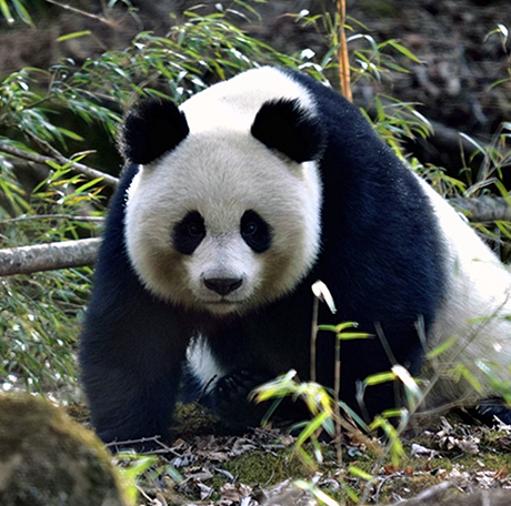Protecting Panda Habitats